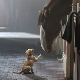 cane e cavallo