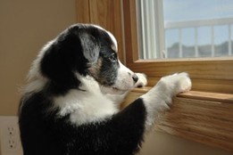 cucciolo alla finestra